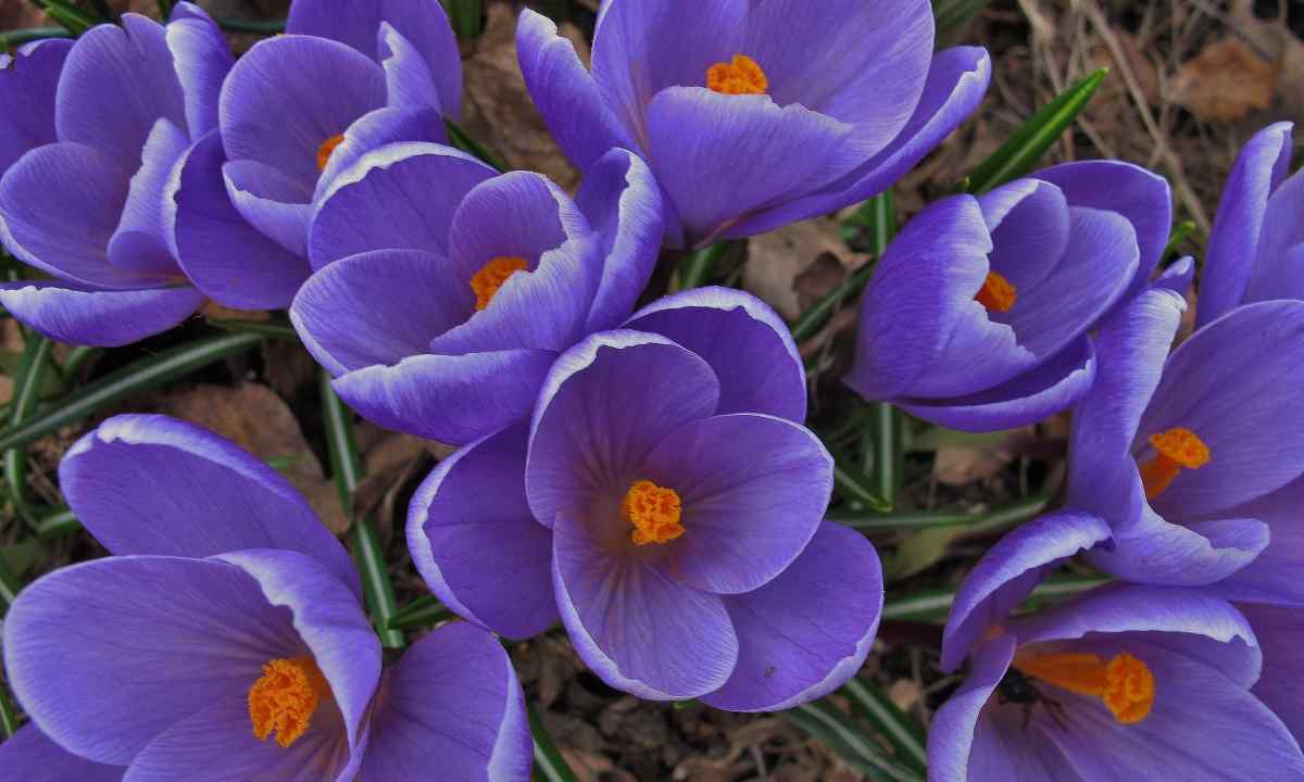 Crocus or saffron: main types