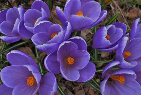 Crocus or saffron: main types