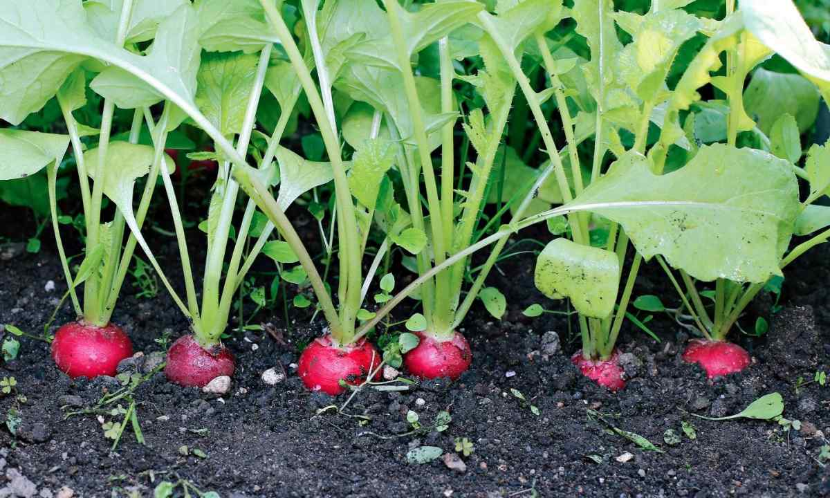 Whether it is possible to grow up garden radish in the summer