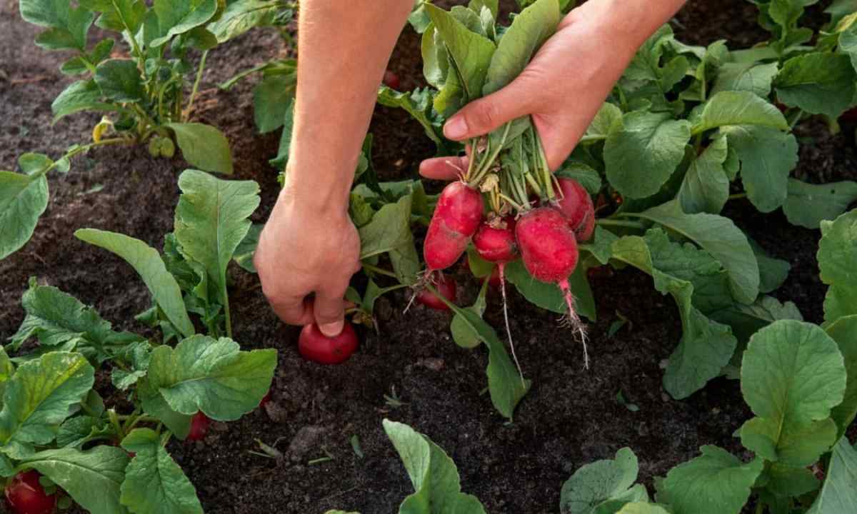 How to grow up garden radish