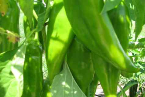 Whether it is necessary to ret pepper seeds before crops