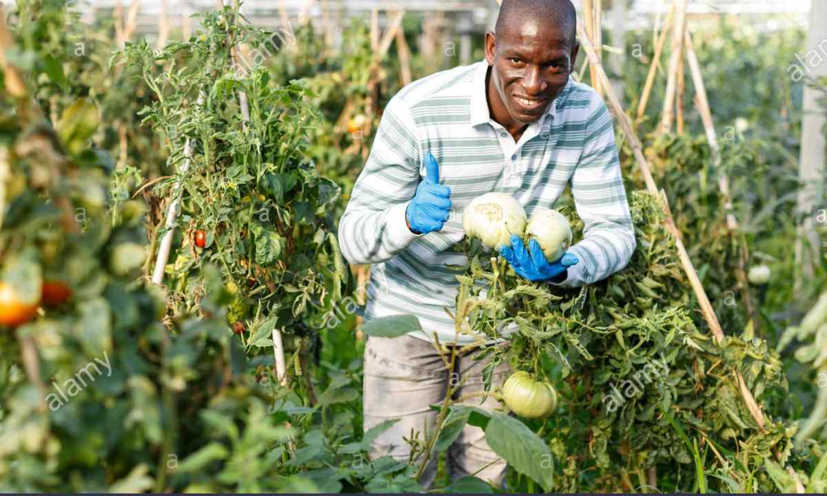 How to receive rich harvest of tomatoes