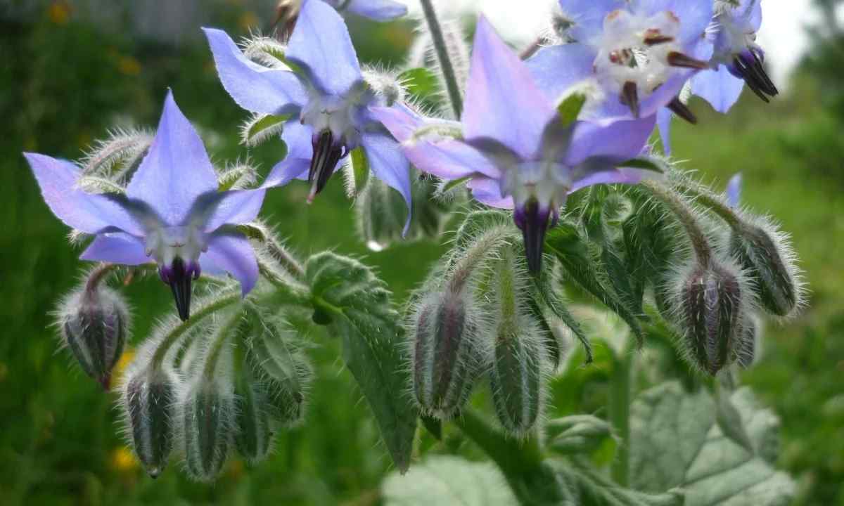 Borago or cucumber grass: cultivation and useful properties