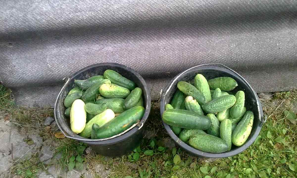 How to receive early harvest of cucumbers