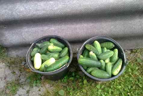 How to receive early harvest of cucumbers