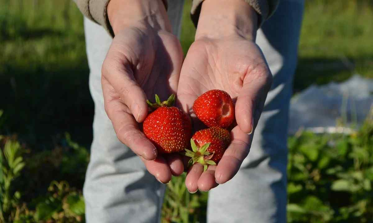 Strawberry and wild strawberry: how to receive good harvest