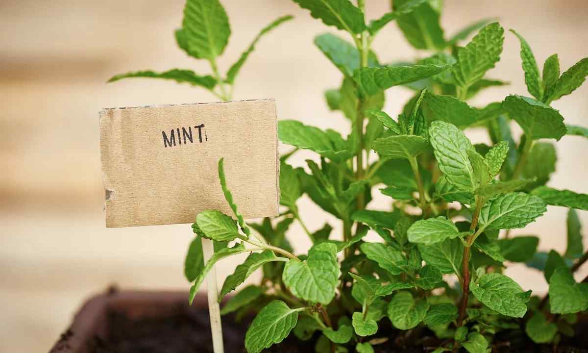 How to grow up mint and melissa in house conditions