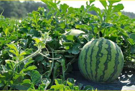 How to plant watermelons