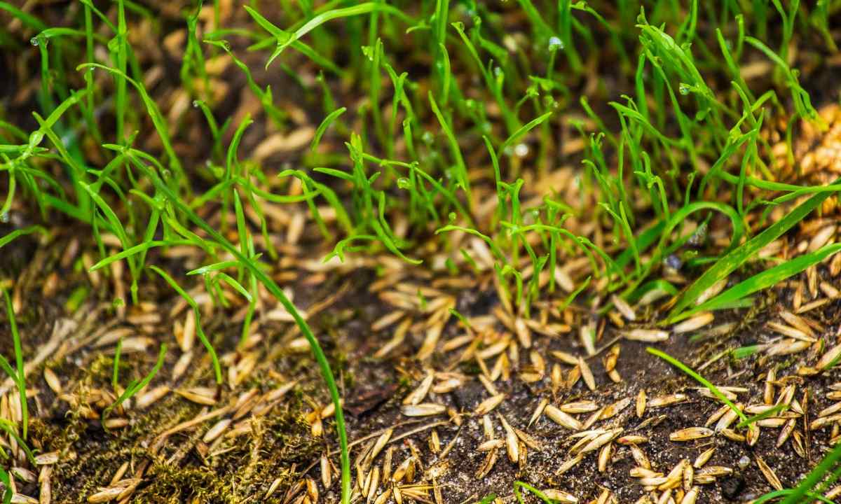 How to sow grass Canada Green