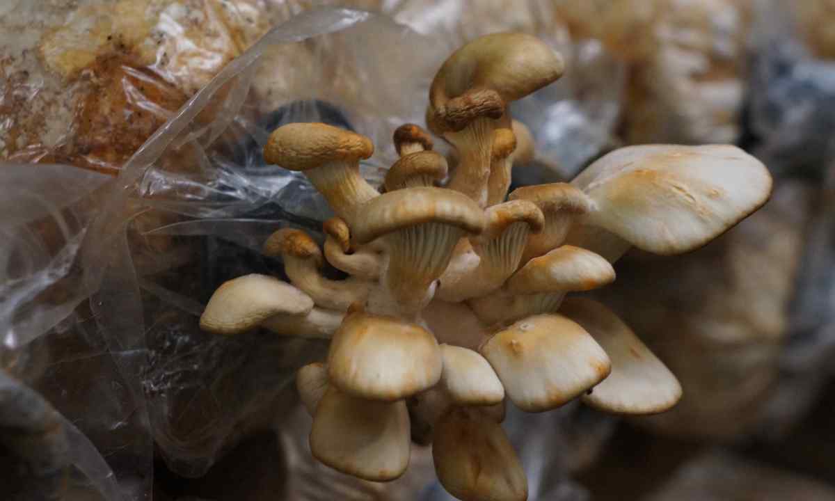 How to part oyster mushrooms