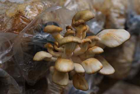 How to part oyster mushrooms