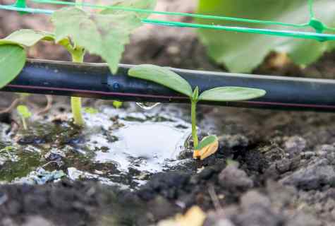 How often to water cucumbers in the greenhouse