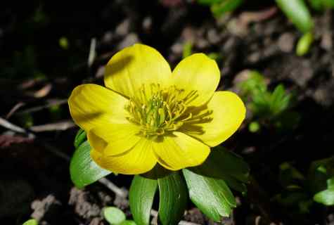 How to grow up buttercups