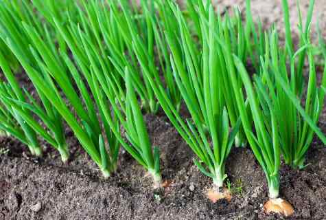 How to grow up onions in the Chinese way