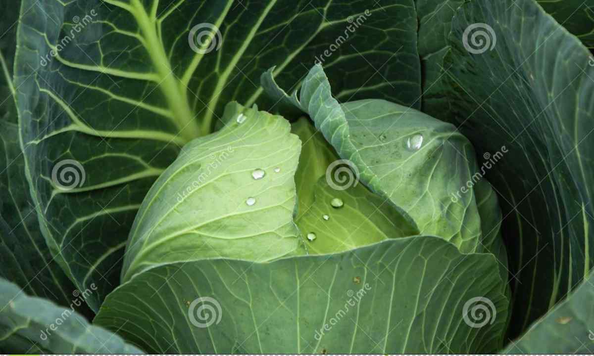 How to struggle with Kyla of cabbage. Causes of infection.