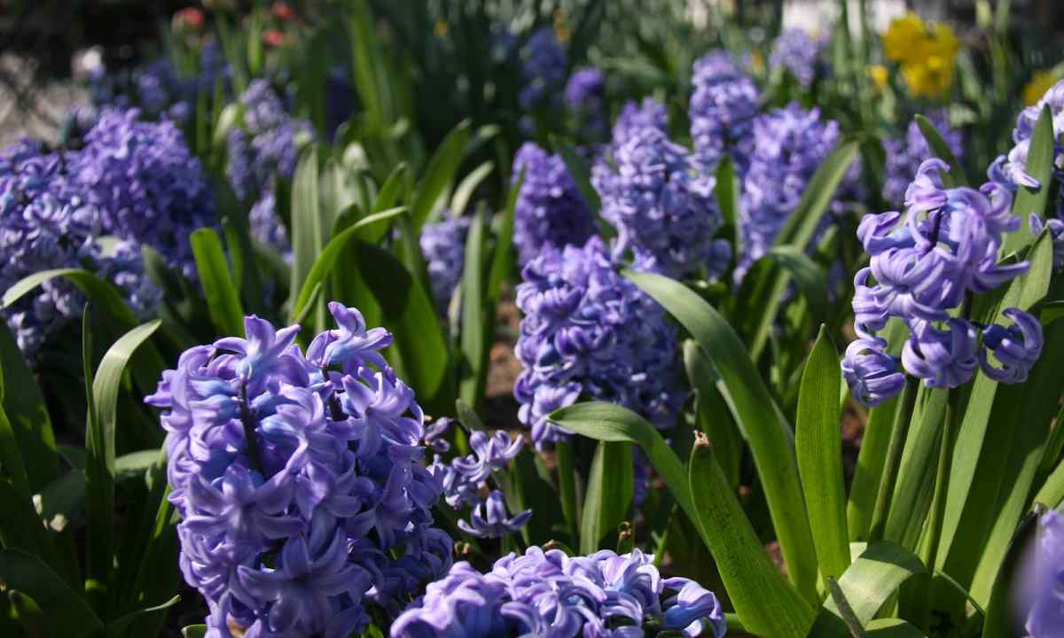 How to grow up hyacinth