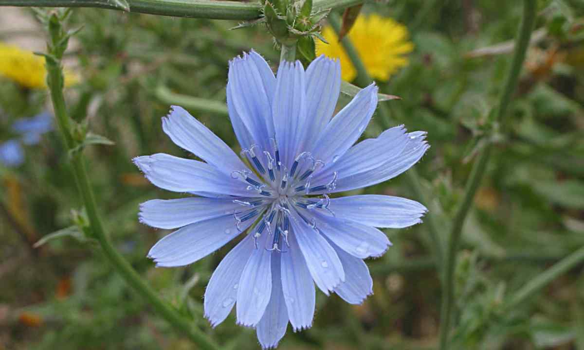 How to grow up chicory