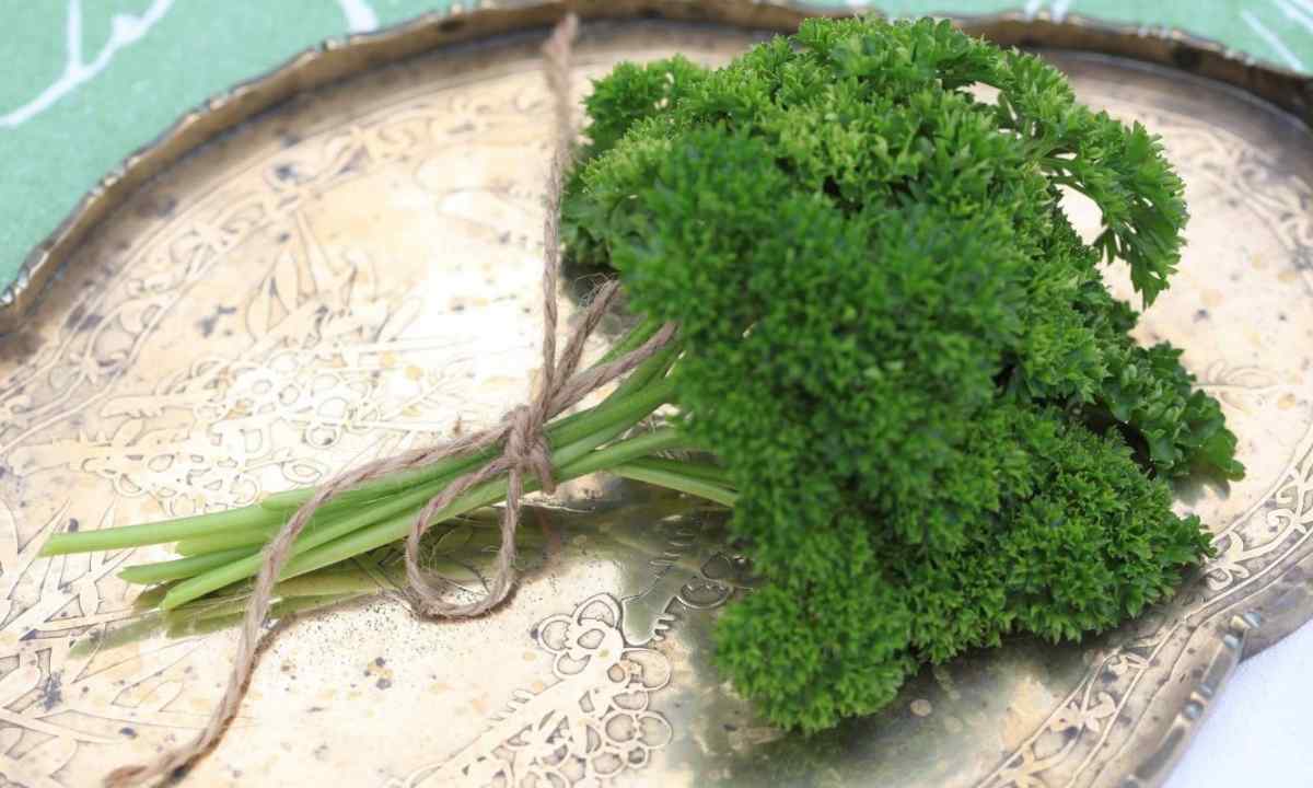 How to grow up parsley: landing and leaving