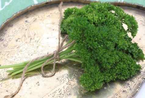 How to grow up parsley: landing and leaving