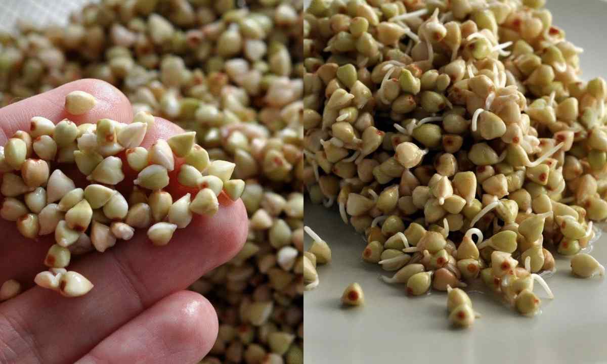How to seed buckwheat