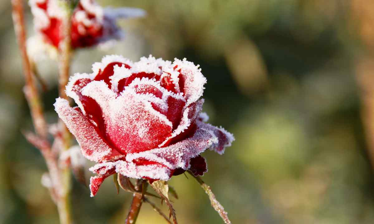 How to grow up roses in the winter