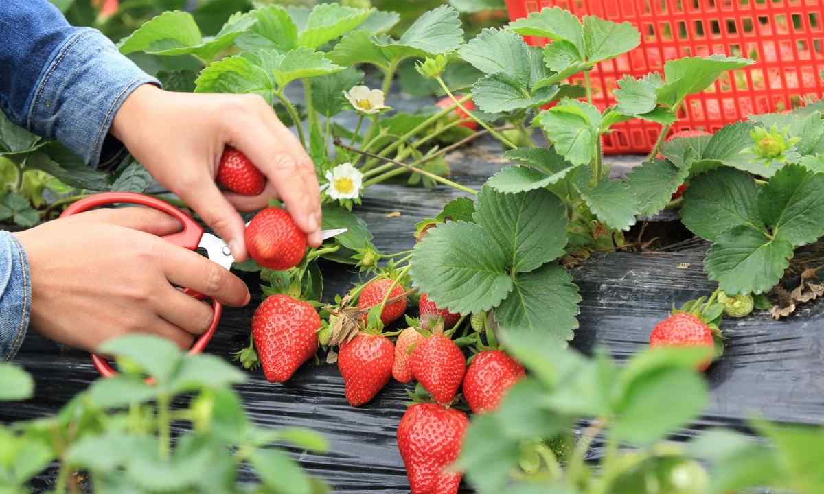 How to take care of strawberry in August?