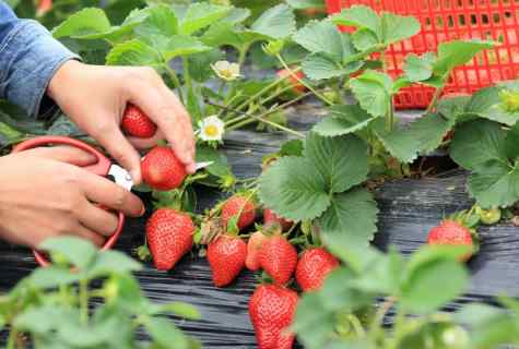 How to take care of strawberry in August?