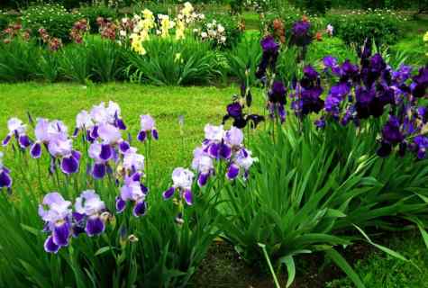 How to grow up irises