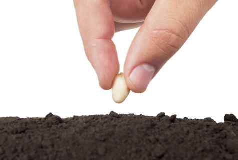 As it is correct to sow seeds in tablets