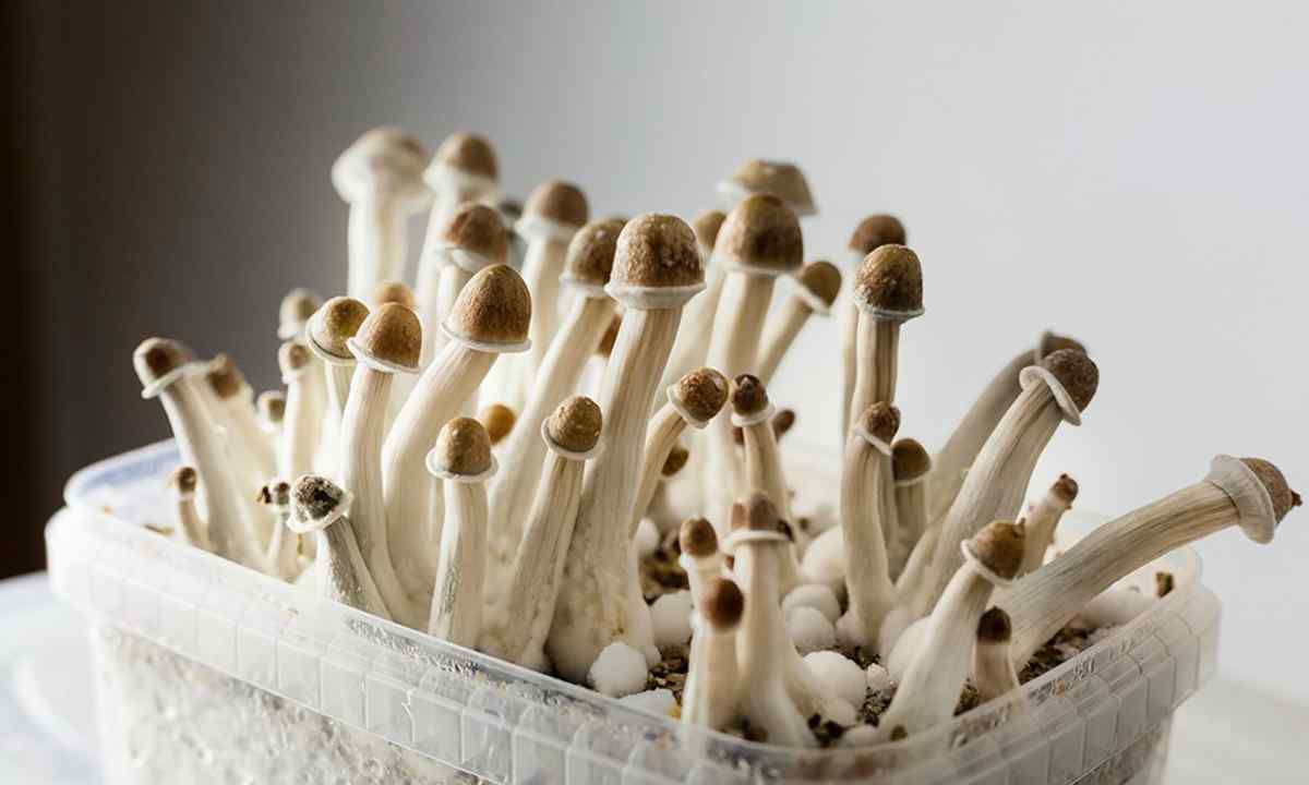 How to grow up tubular mushrooms
