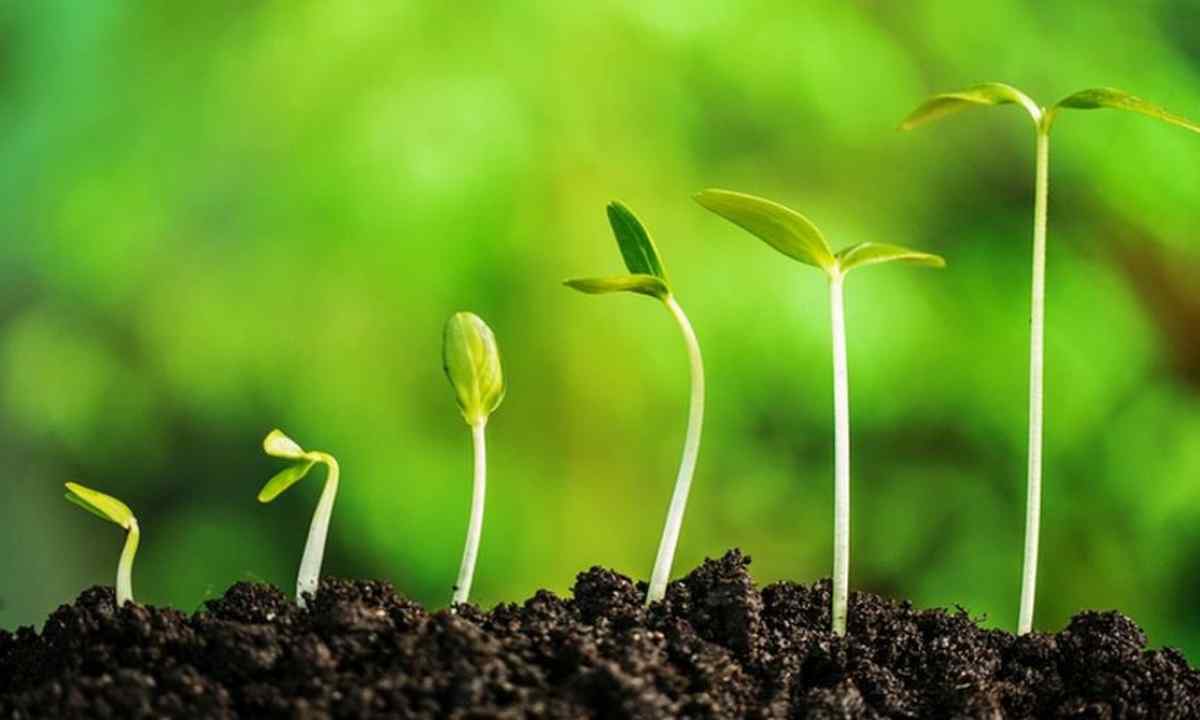 As early it is possible to plant seedling