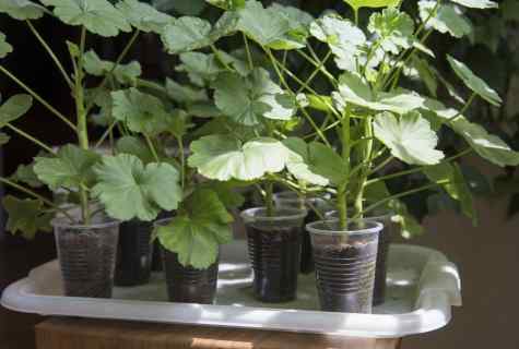 Room geranium: leaving and reproduction