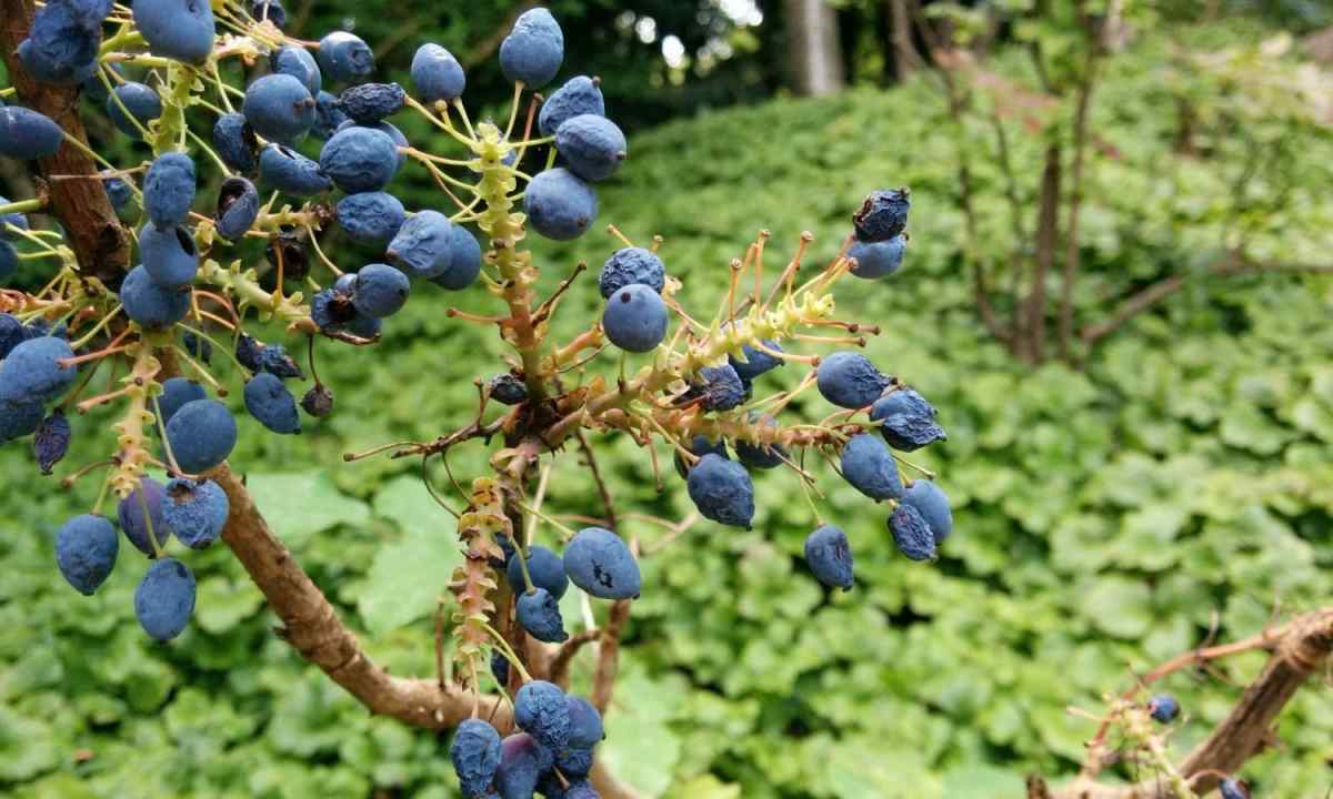 What berries to plant on the shaded allotment