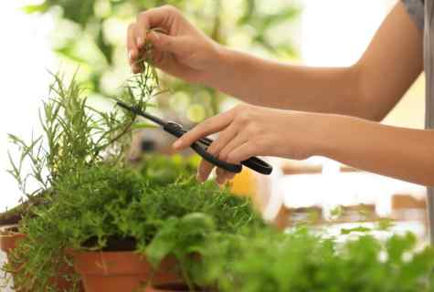 How to use salt in kitchen garden