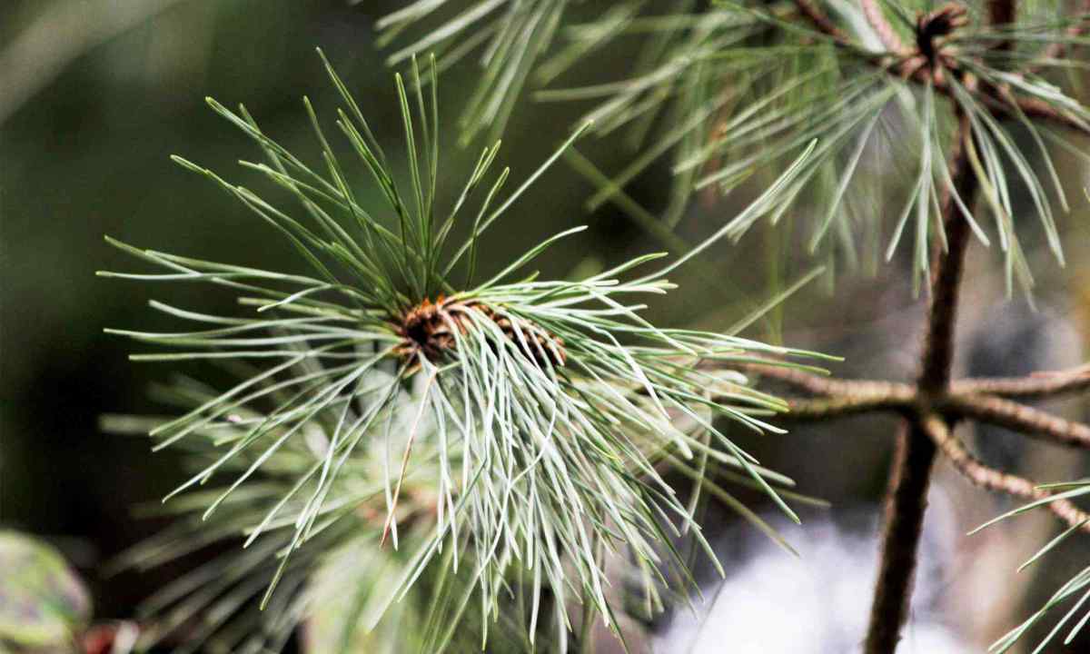 How to grow up tree of coniferous breed in house conditions