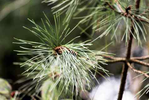 How to grow up tree of coniferous breed in house conditions