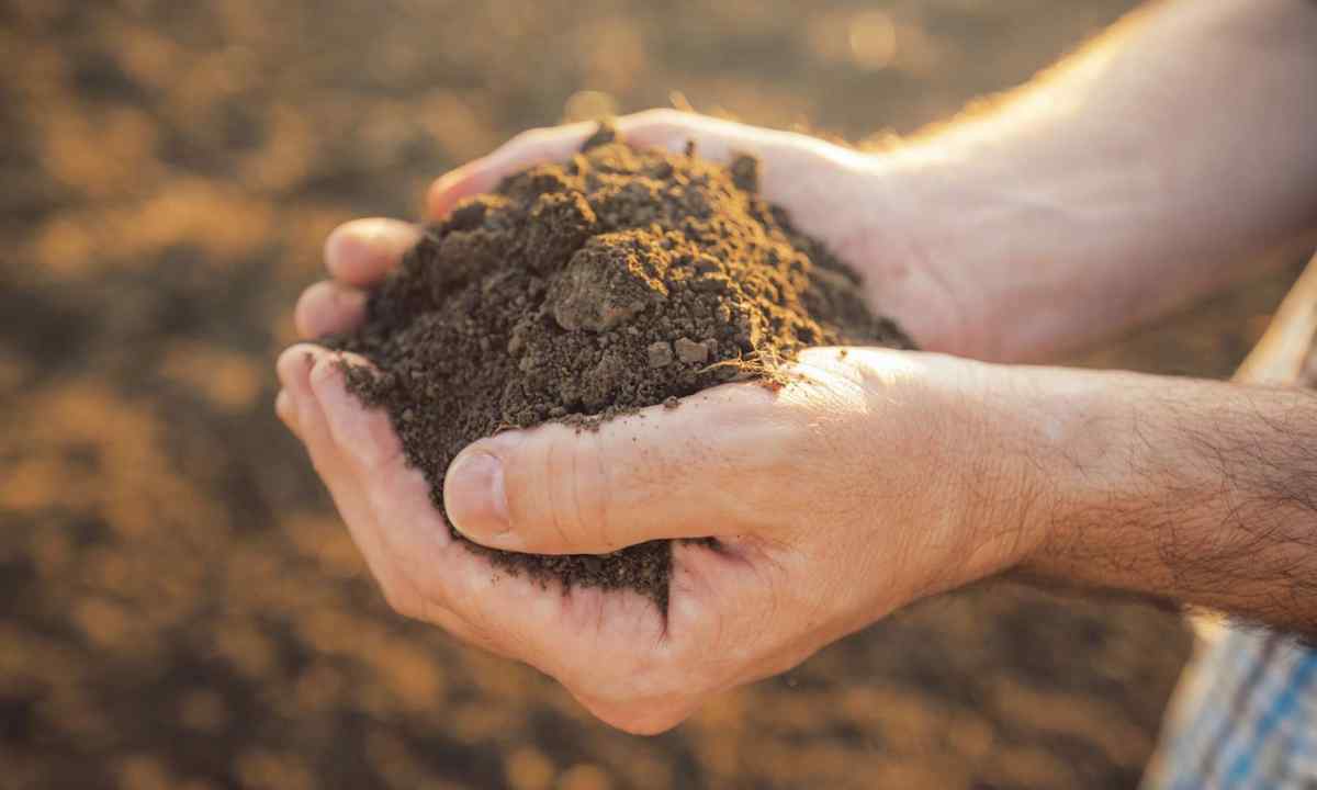 How to improve the sandy soil