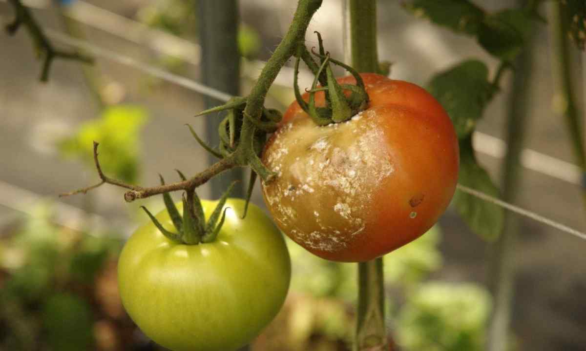 How to protect tomatoes from diseases