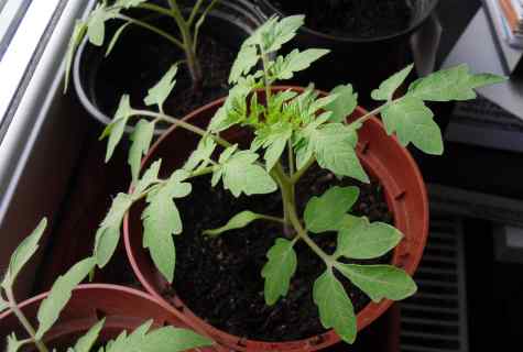 What to do with the outgrown seedling of tomatoes