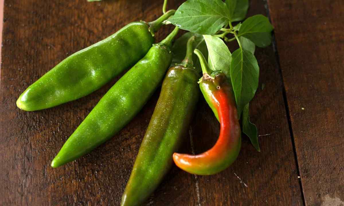 How to prepare seeds of pepper for crops