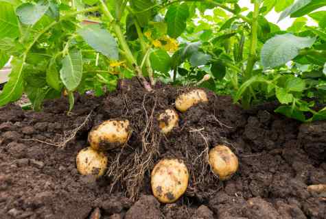 How to grow up healthy tubers of potatoes