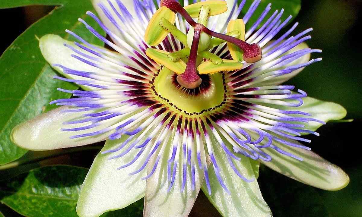 How to grow up passionflower from seeds