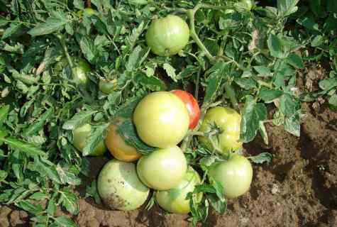 How to accelerate maturing of tomatoes on the seasonal dacha