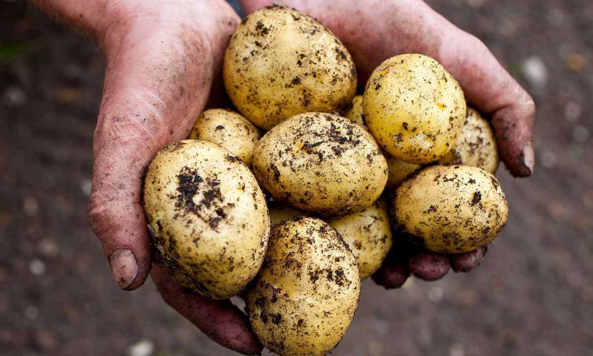 How to grow up seeds from potatoes