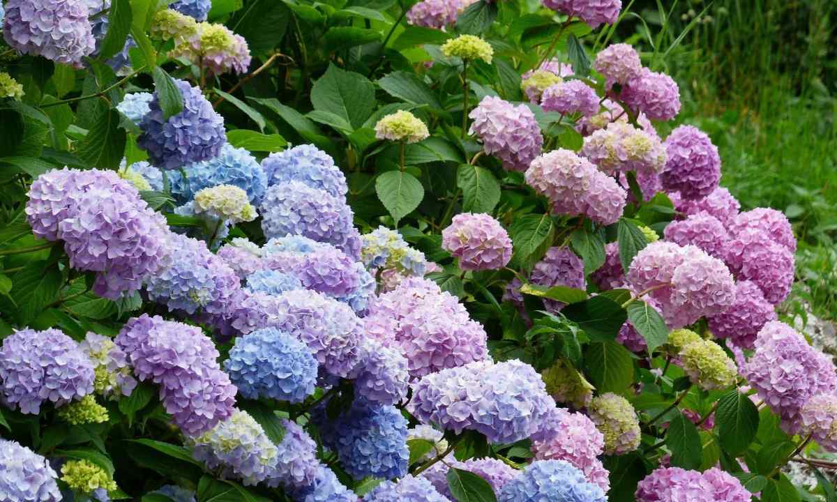 Rules of care for hydrangea