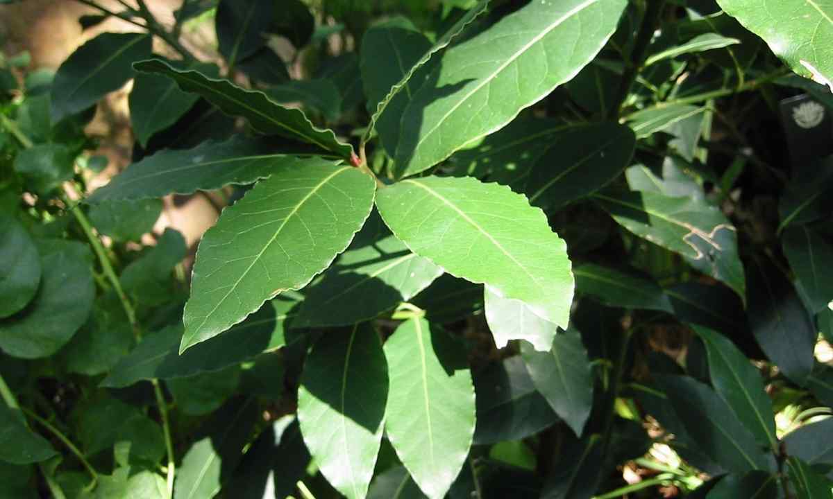 How to grow up bay leaf