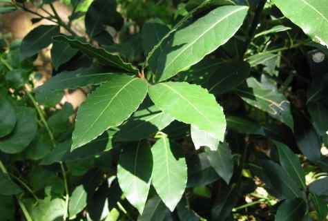 How to grow up bay leaf