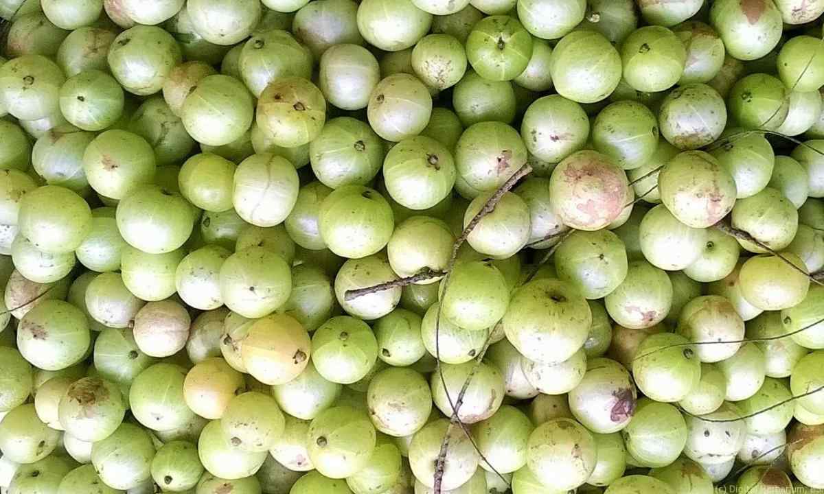 How to fight against mealy dew on gooseberry