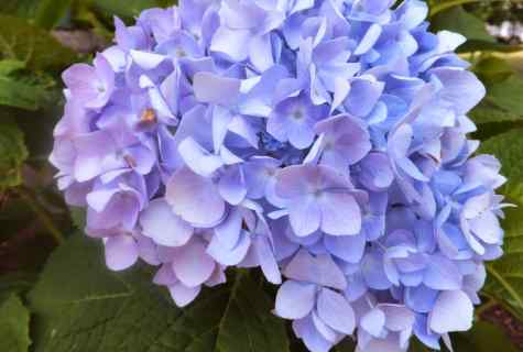 All about hydrangea: as to make multiple copies it