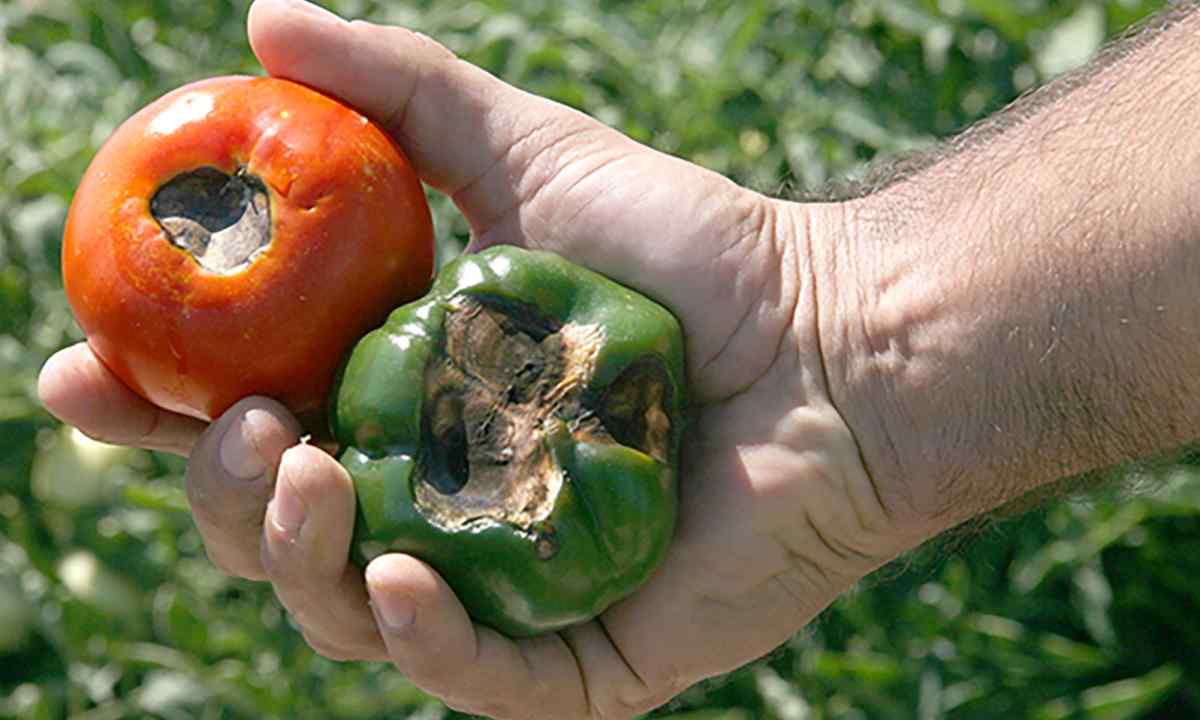 What diseases at tomatoes: treatment and prevention